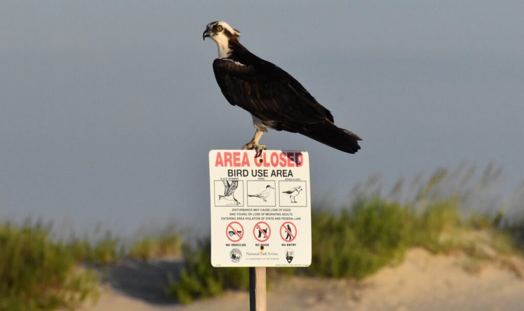 An osprey perched on a post holding an Area Closed sign at the edge of a resource closure on Bodie Spit.