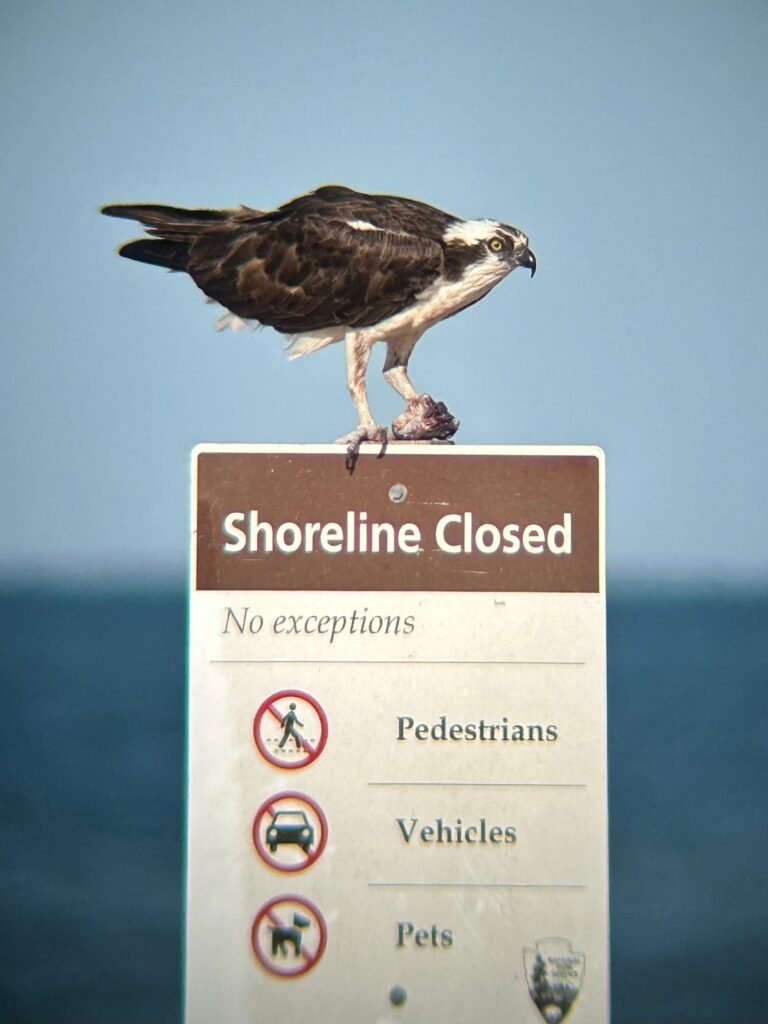 An osprey perched on top of a Shoreline Closed sign posted at the edge of a resource closure at Cape Hatteras National Seashore.