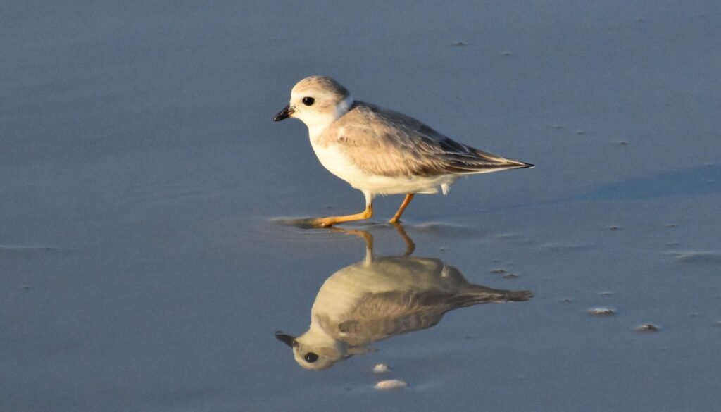 A piping plover standing on wet sand with its reflection visible beneath it.