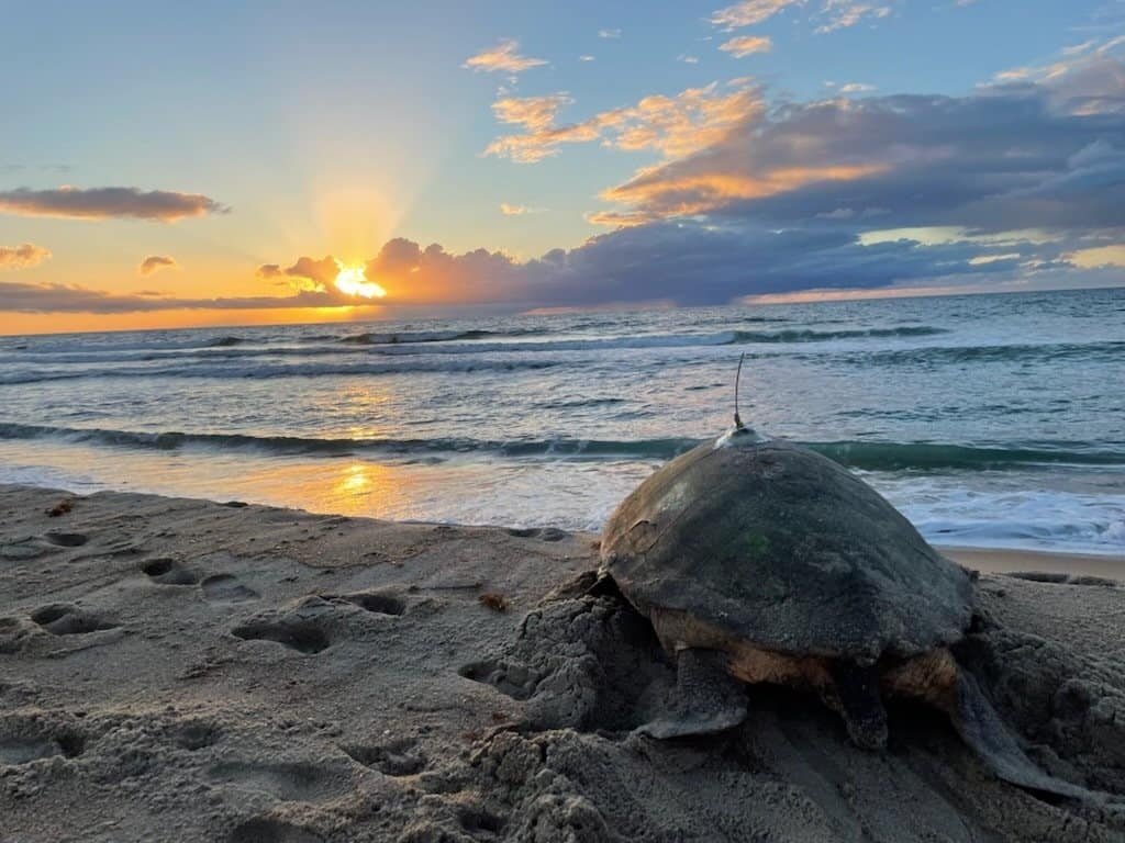 A large loggerhead sea turtle crawling across the sand at first light in the Ramp 43 to 44 area.