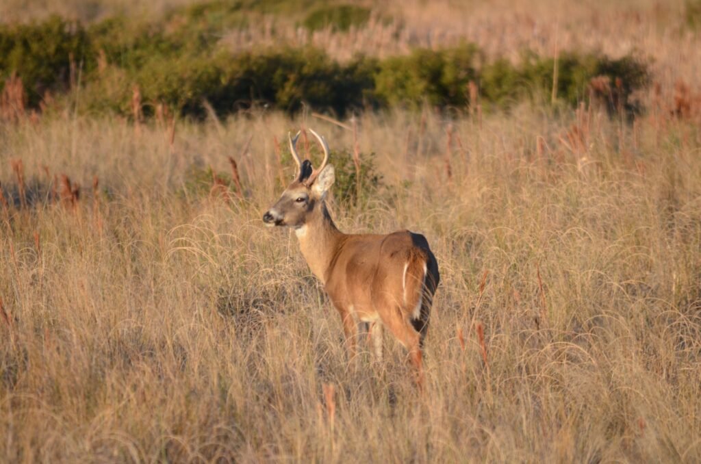 A whitetail buck standing among tall dune grasses in the dune system west of Ramp 45.
