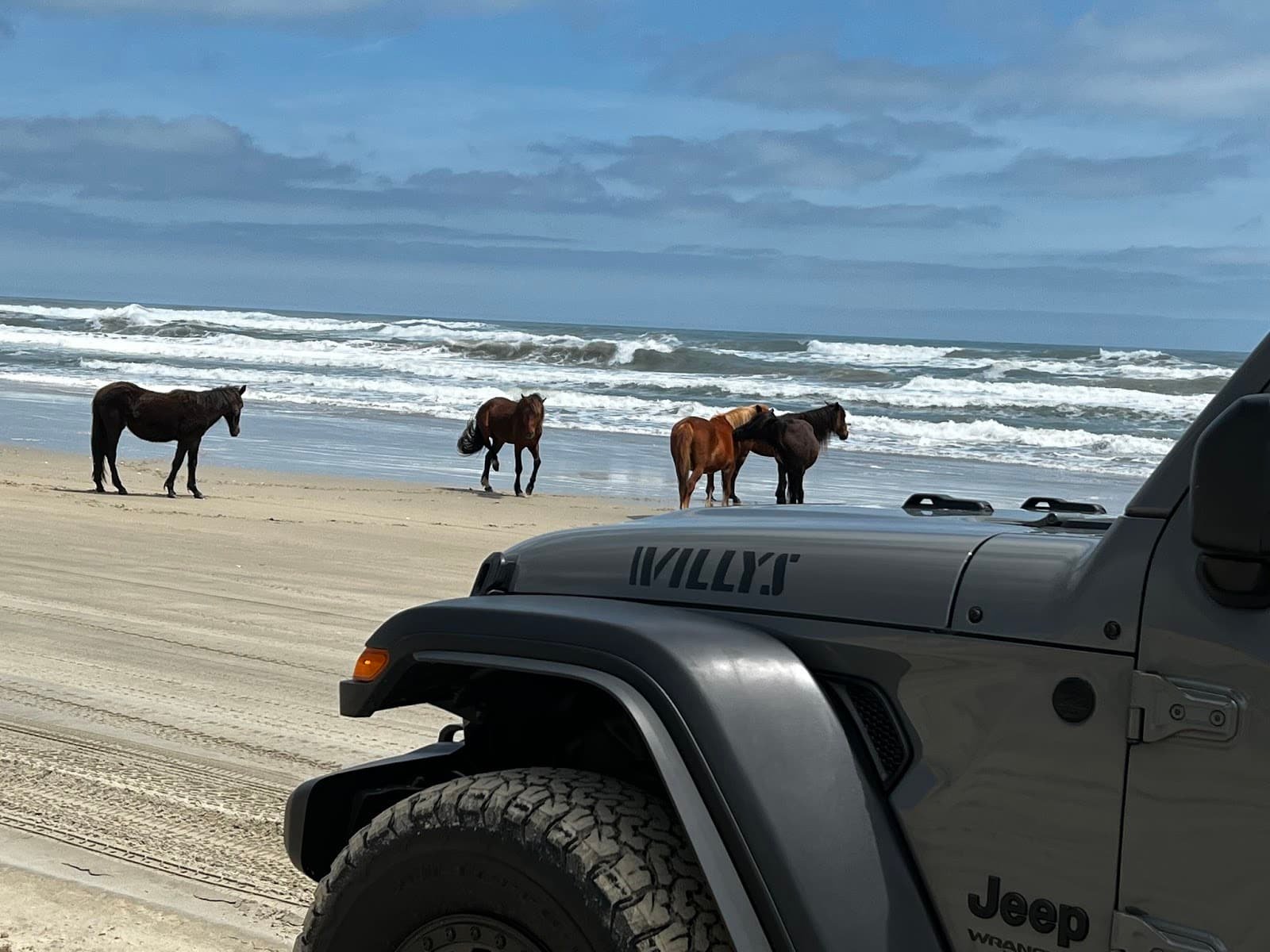 Wild Banker horses walking past a Jeep on the Carova 4x4 beach.