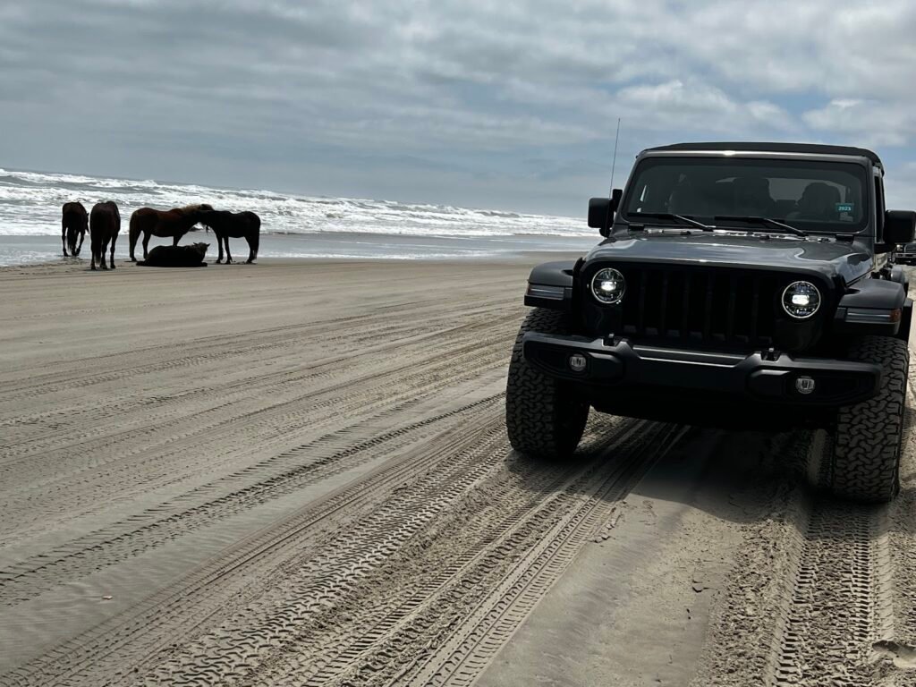 Wild horses at the tide line ahead of a Beach4x4 Jeep on the Carova 4x4 beach